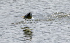 ボラチャレンジ