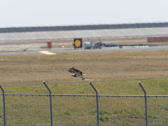 プロキャプチャー　７