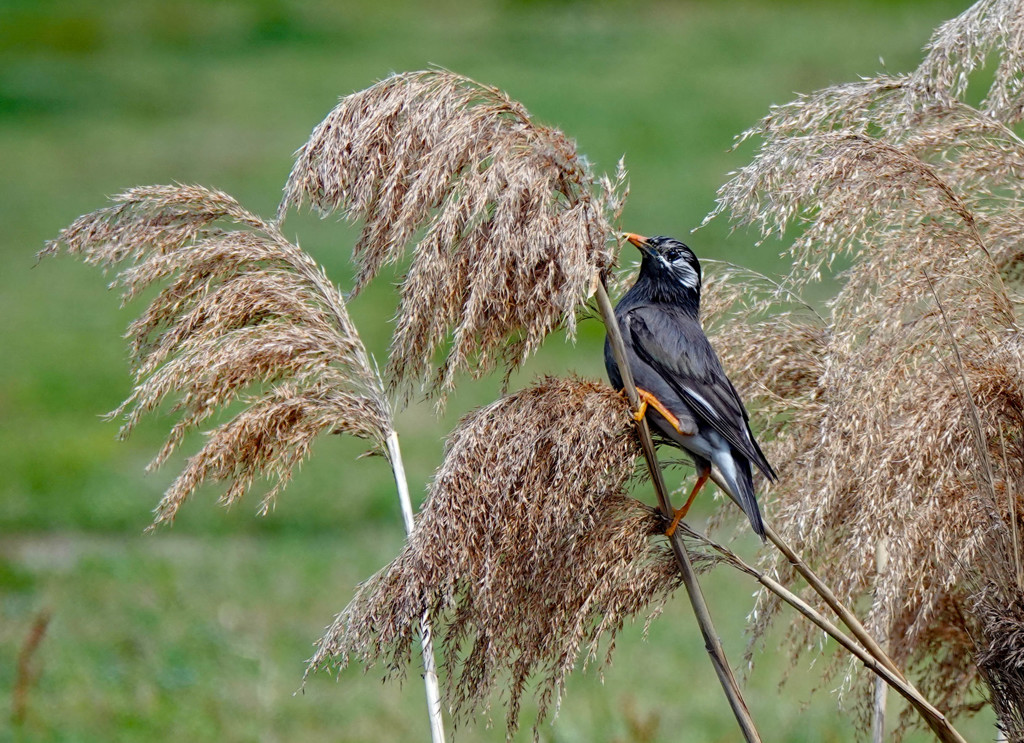 カワセミ狙い・・・・