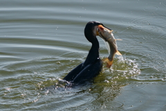 えぐいお食事・・・