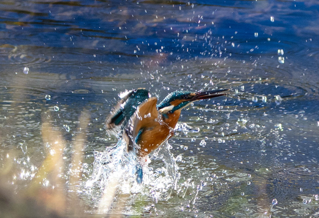 撮れてた・・・