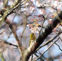 さくじろ