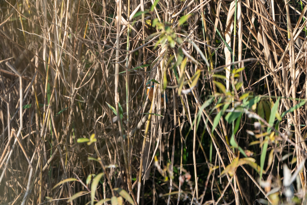 カワセミを探せ・・
