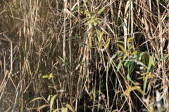 カワセミを探せ・・