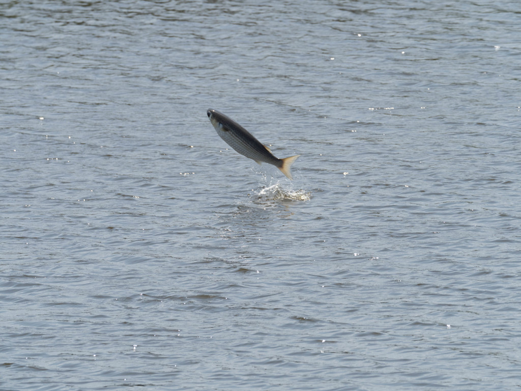 プロキャプチャー　５