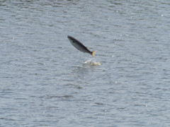 プロキャプチャー　５