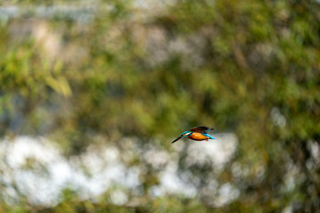 連写　ノートリ