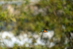 連写　ノートリ