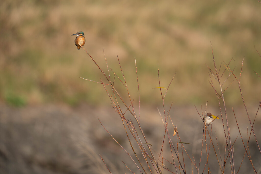 ツインズ？・・・