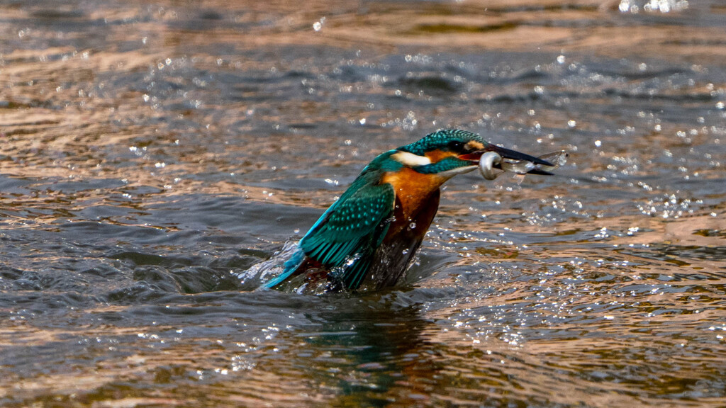 また、、Wゲット
