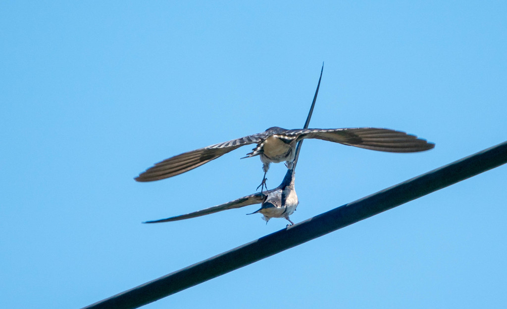 未遂・・・ｗｗｗ