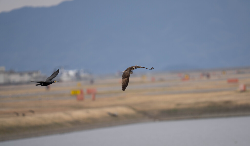 ミサ子ｖｓうーーｗ