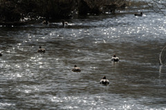 ヤマセミ、、、坊主。。。