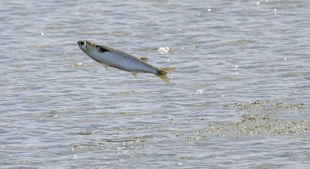 ボラチャレンジ