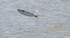 ボラチャレンジ