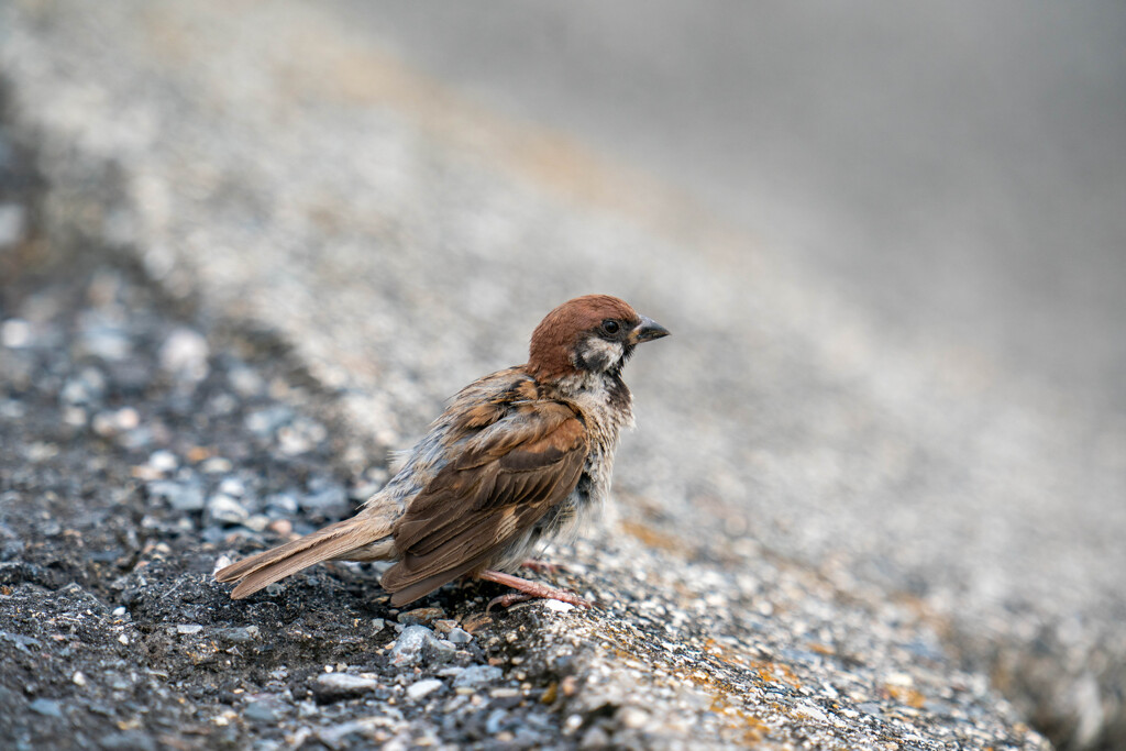 こんなモンですね。。