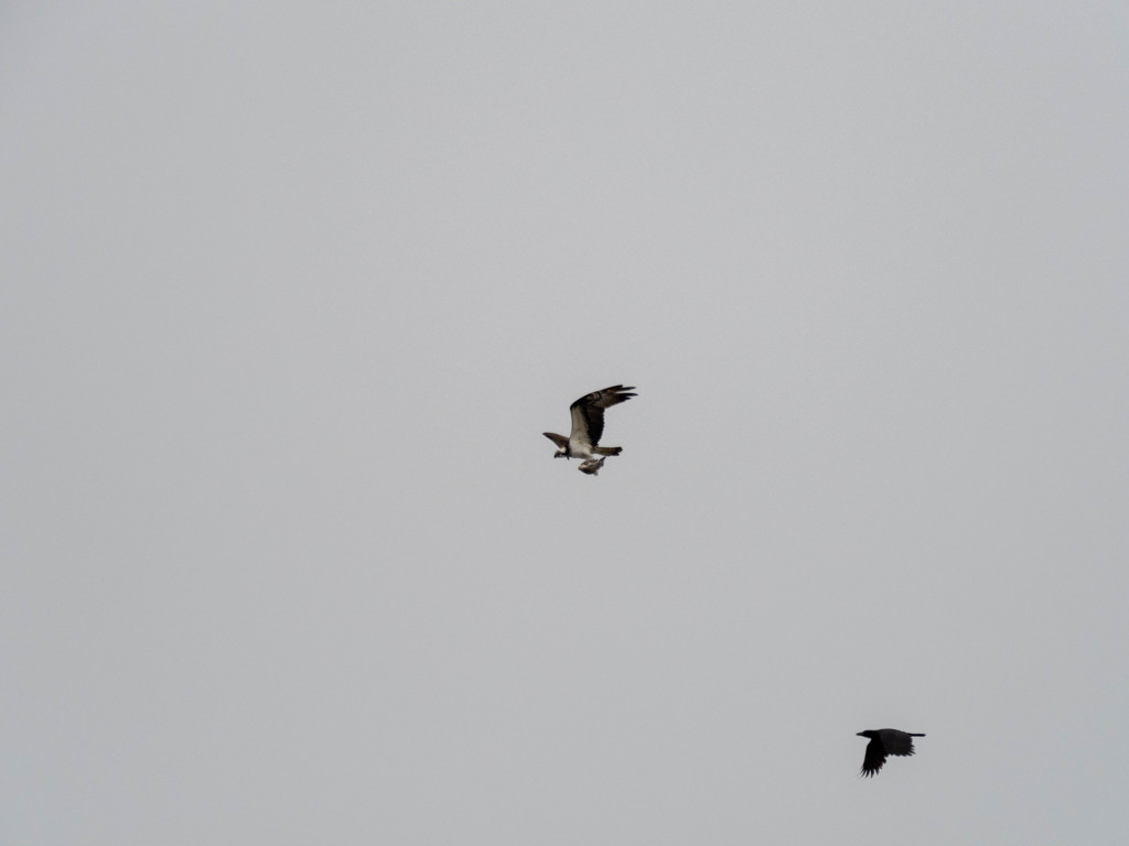 隙あらば横取り・・ｗ