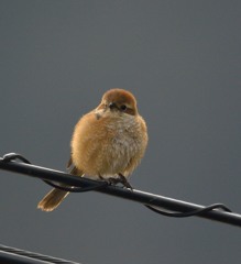 モフモフもずこさん