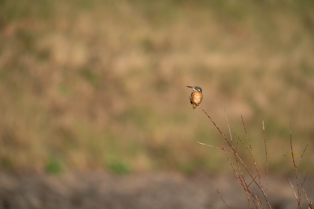 初詣・・・(;^_^A