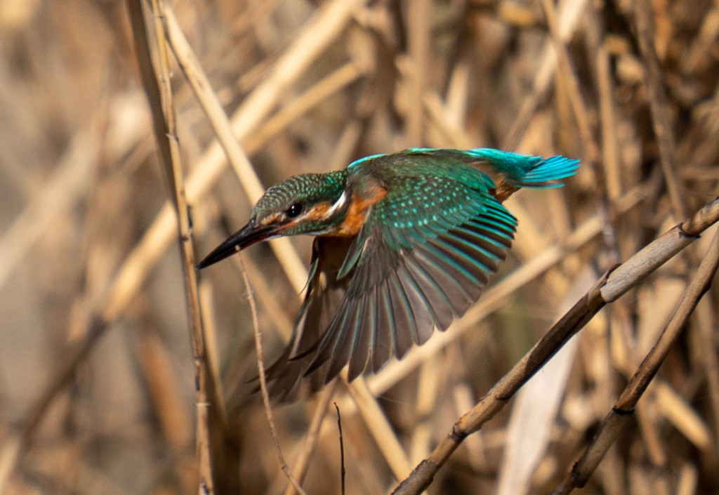 やめれませんｗ