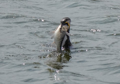 絶対、、無理だろｗｗｗ