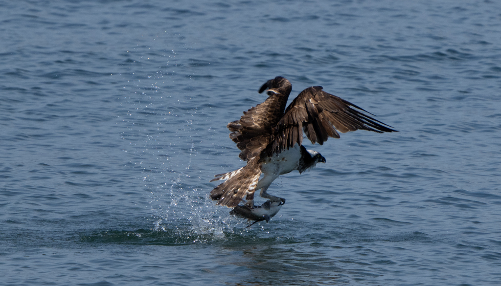 欲張りすぎ、、