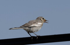 セキレイ？？かな・・(;^_^A