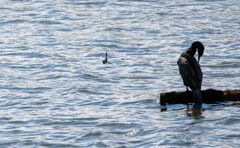 ラドンの横を・・ｗ