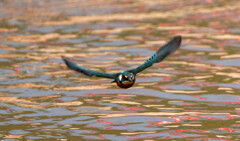 微妙なピン・・・ｗ