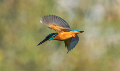 連写　スタート