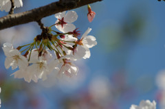 写風を変えてみよかな。。。