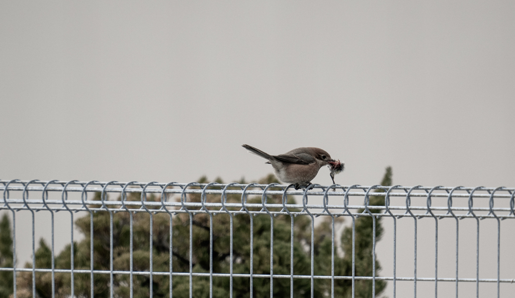 拡大　注意！！！