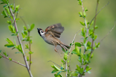 今日の主役！！！