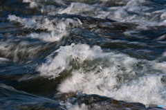 ヤマセミ・・・