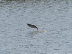 プロキャプチャー　７