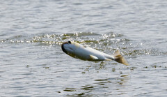 ボラチャレンジ