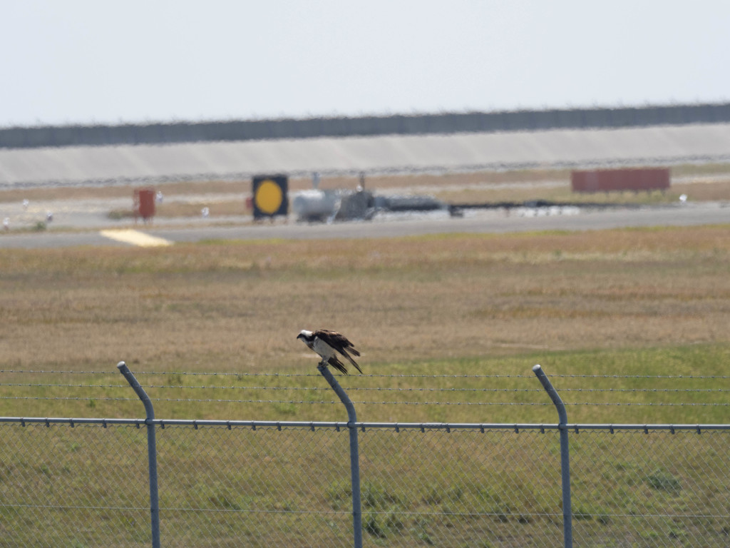 プロキャプチャー　３