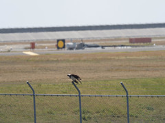 プロキャプチャー　３