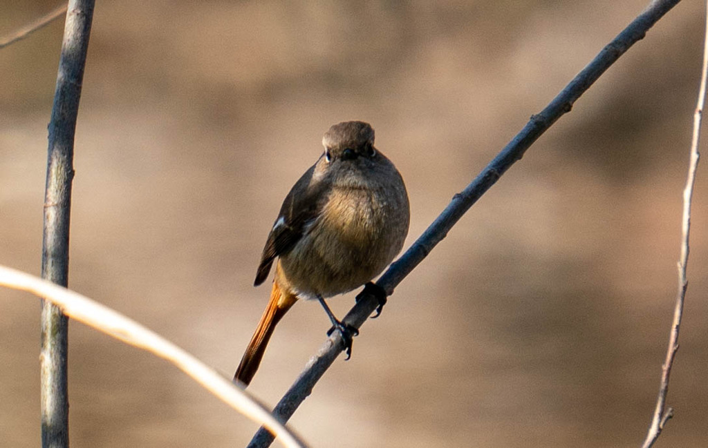 ジョビ子・・・のはず(;^_^A