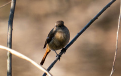 ジョビ子・・・のはず(;^_^A