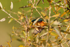 そっちかい！！