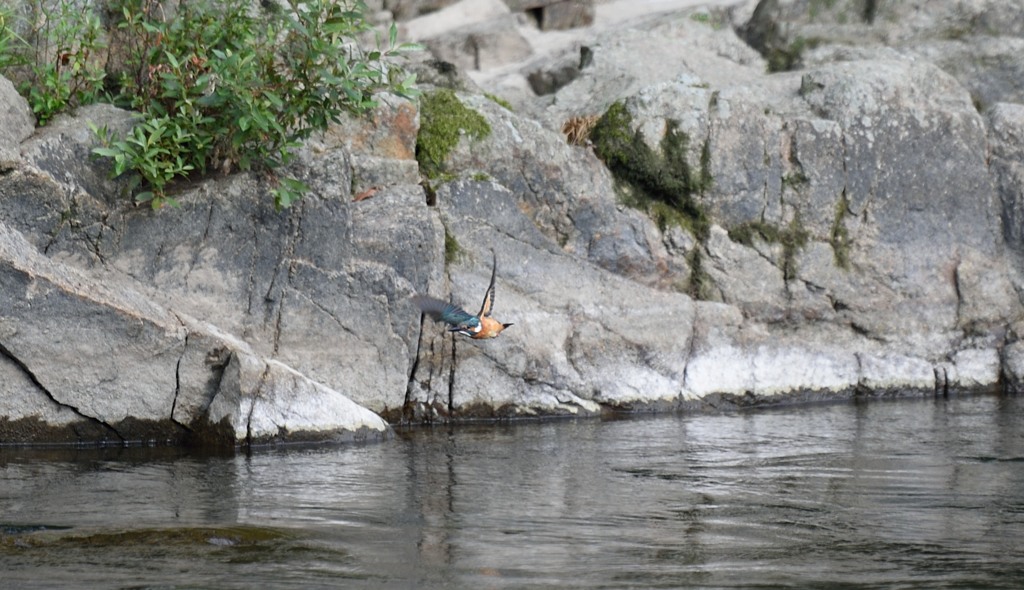 ピンボケですが、、、