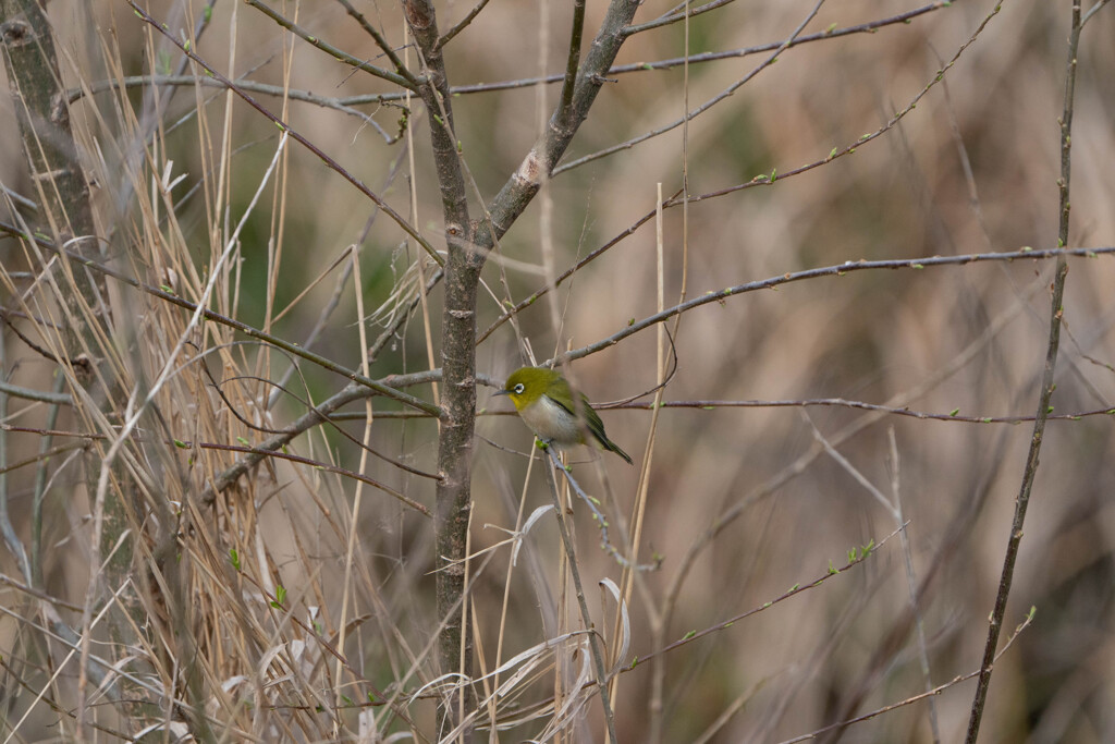 20連スタートです