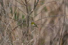 20連スタートです