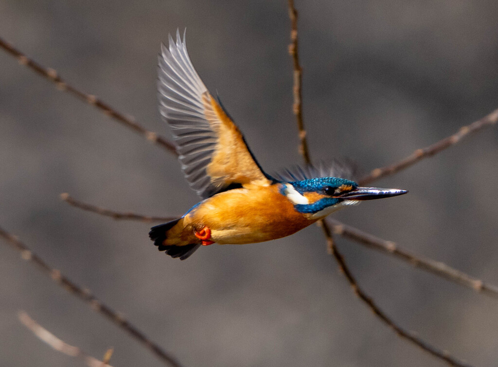 聞こえた？？？ｗ