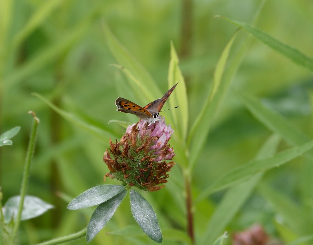 やる気のない一日。
