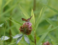 やる気のない一日。
