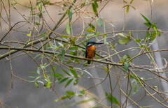 久々のカワセミ