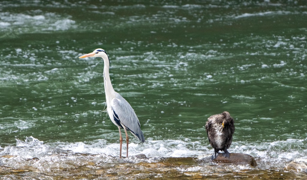 ビューティーペア・・・・古(;^_^A
