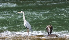 ビューティーペア・・・・古(;^_^A